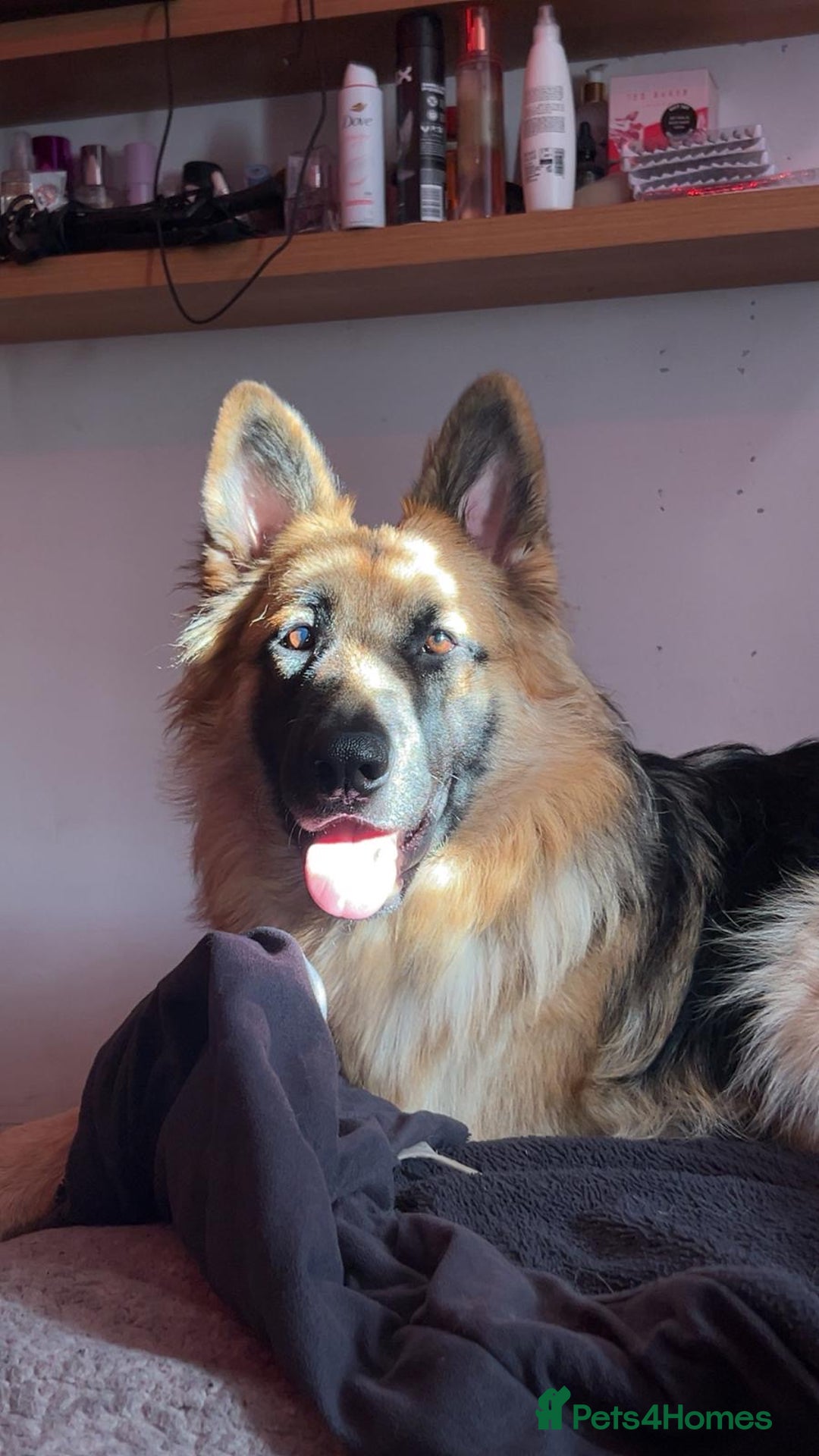 German Shepherd dogs for sale: Stunning long  German Shepherd puppies gsd pups  - Image 17