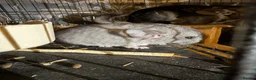 Chinchilla rodents for sale: 2x baby chinchillas - Advert 4