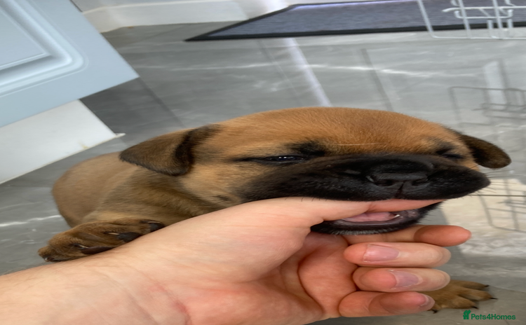 Bullmastiff dogs - Advert 1