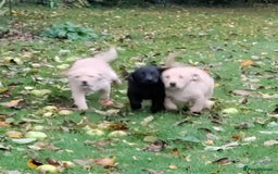 Labrador Retriever dogs for sale: Labrador pups for sale  - Image 5