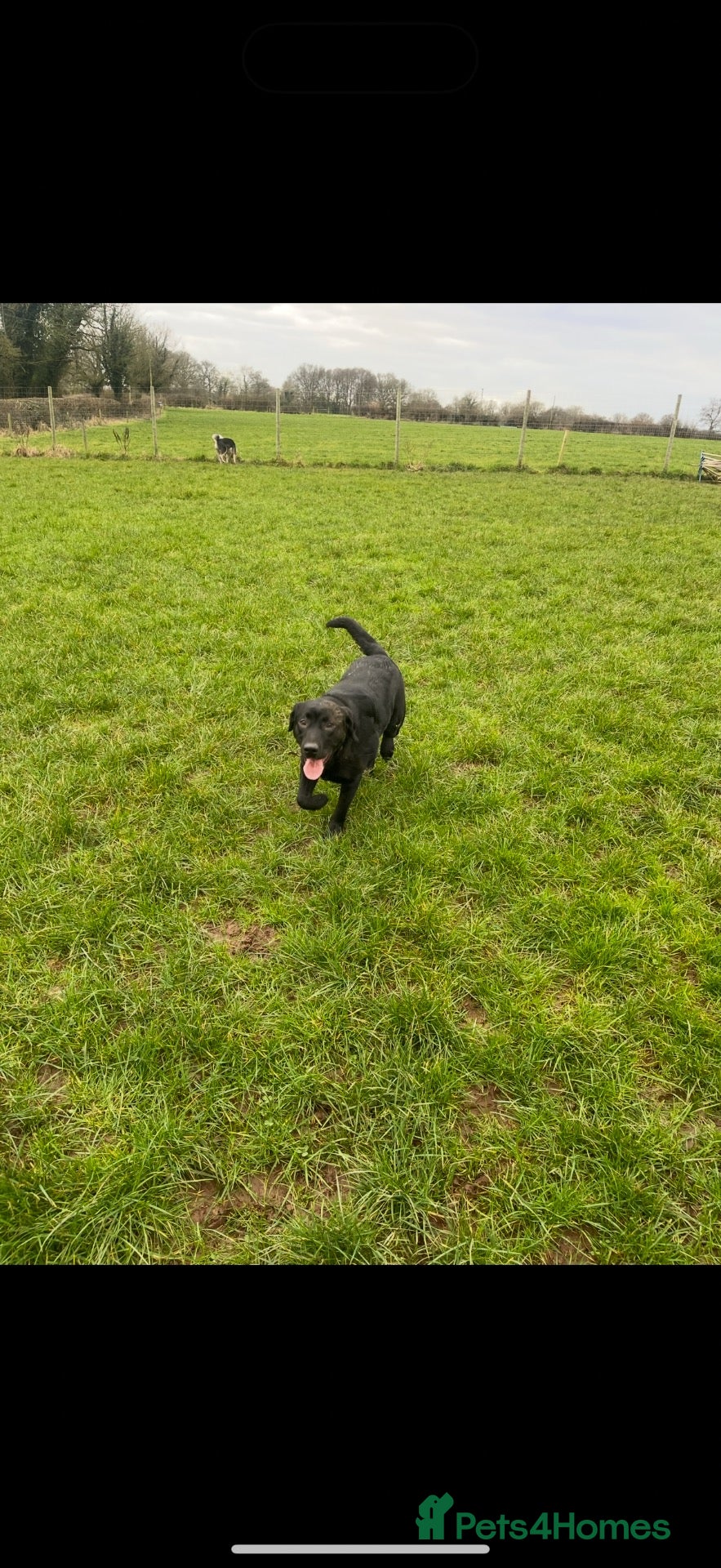 Labrador Retriever dogs 3 year old black Labrador retriever  - Advert 4