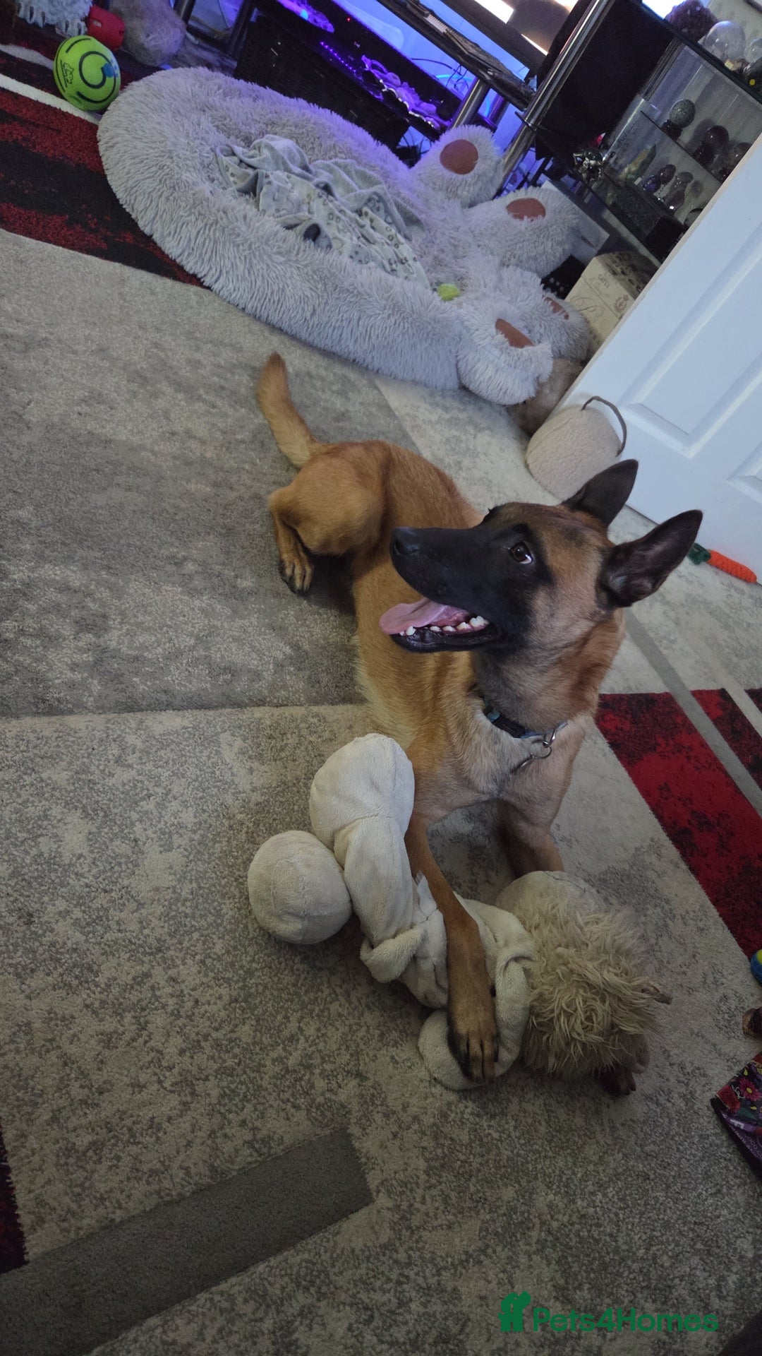 Belgian Shepherd Dog dogs for sale: Malinois Male 1 year 9 Months - Image 1