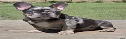French Bulldog dogs for sale: REDUCED Stunning French Bulldog Pups  - Advert 22