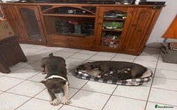 Staffordshire Bull Terrier dogs for sale: Staffordshire Bull Terrier puppies or sale - Advert 5