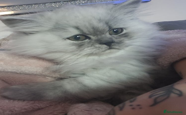 Persian cats - Advert 9