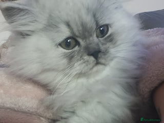 Persian cats - Advert 13