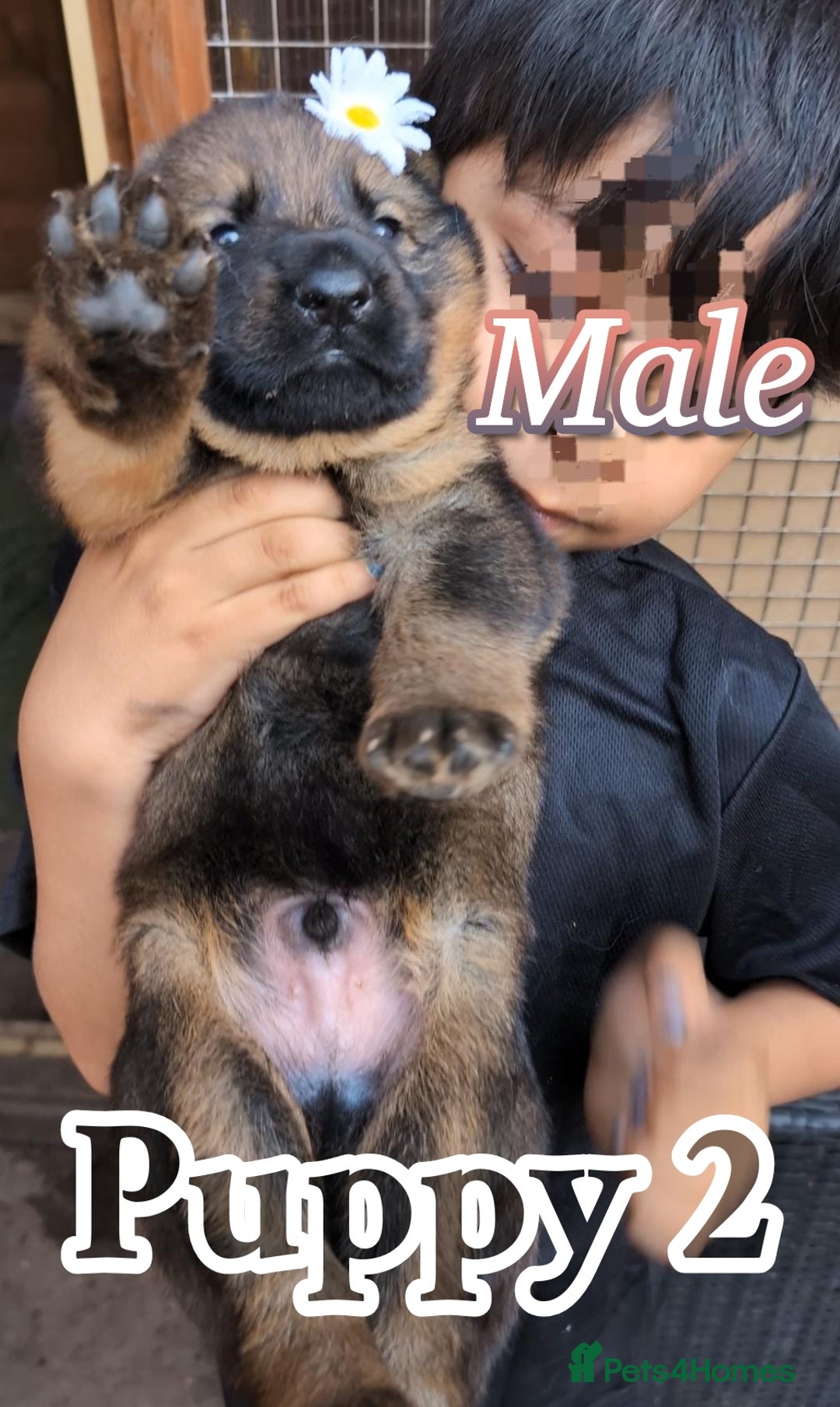 German Shepherd dogs for sale: Beautiful Chunky German Shepherd Puppies! - Image 4
