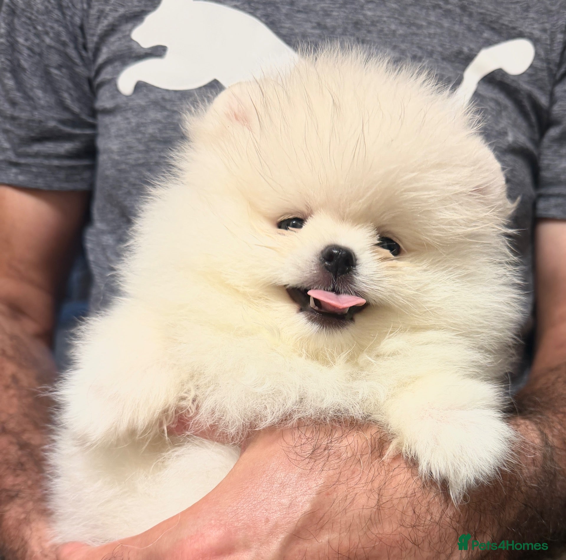 Pomeranian dogs Beautiful White/Cream Pomeranian Puppies - Advert 2