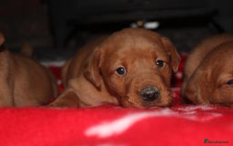 Labrador Retriever dogs for sale: 6 FOX RED LABRADORS  - Advert 6