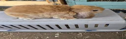 Dwarf Lop rabbits for sale: Dwarf lops - Advert 6