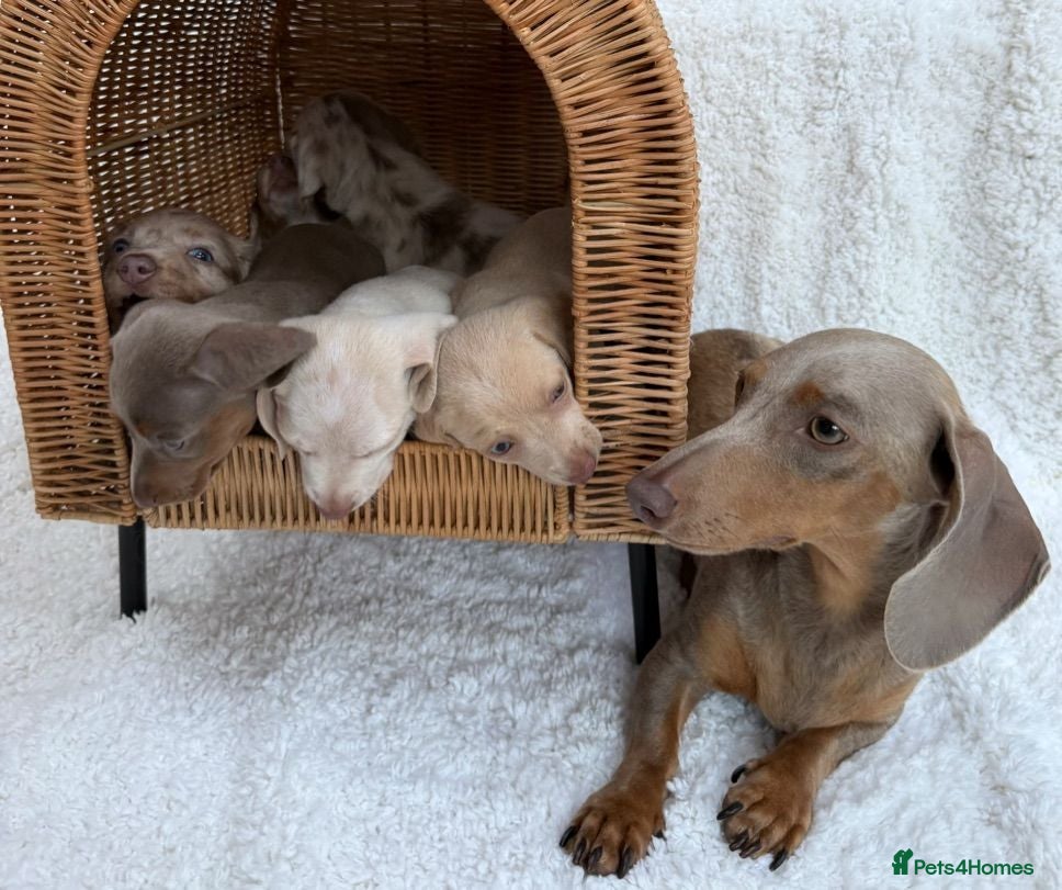 Miniature Dachshund dogs KC STUNNING COLOURED BLUE EYED SMOOTH & LONG COATS - Advert 1