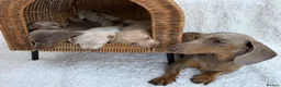 Miniature Dachshund dogs for sale: KC STUNNING COLOURED BLUE EYED SMOOTH & LONG COATS - Advert 3