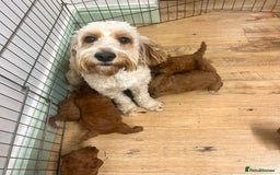 Cockapoo dogs for sale: Fabulous F1B cockapoo puppies available  - Image 7