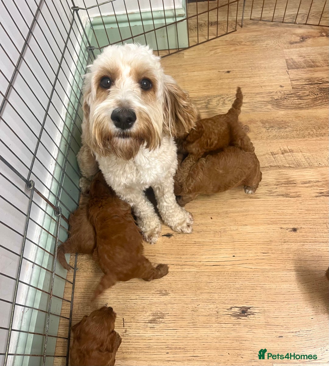 Cockapoo dogs for sale: Fabulous F1B cockapoo puppies available  - Image 7