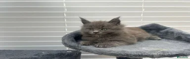 Maine Coon 3