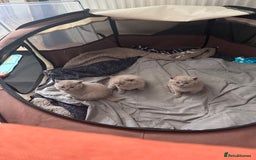 British Shorthair cats for sale: British shorthair kittens  - Image 7