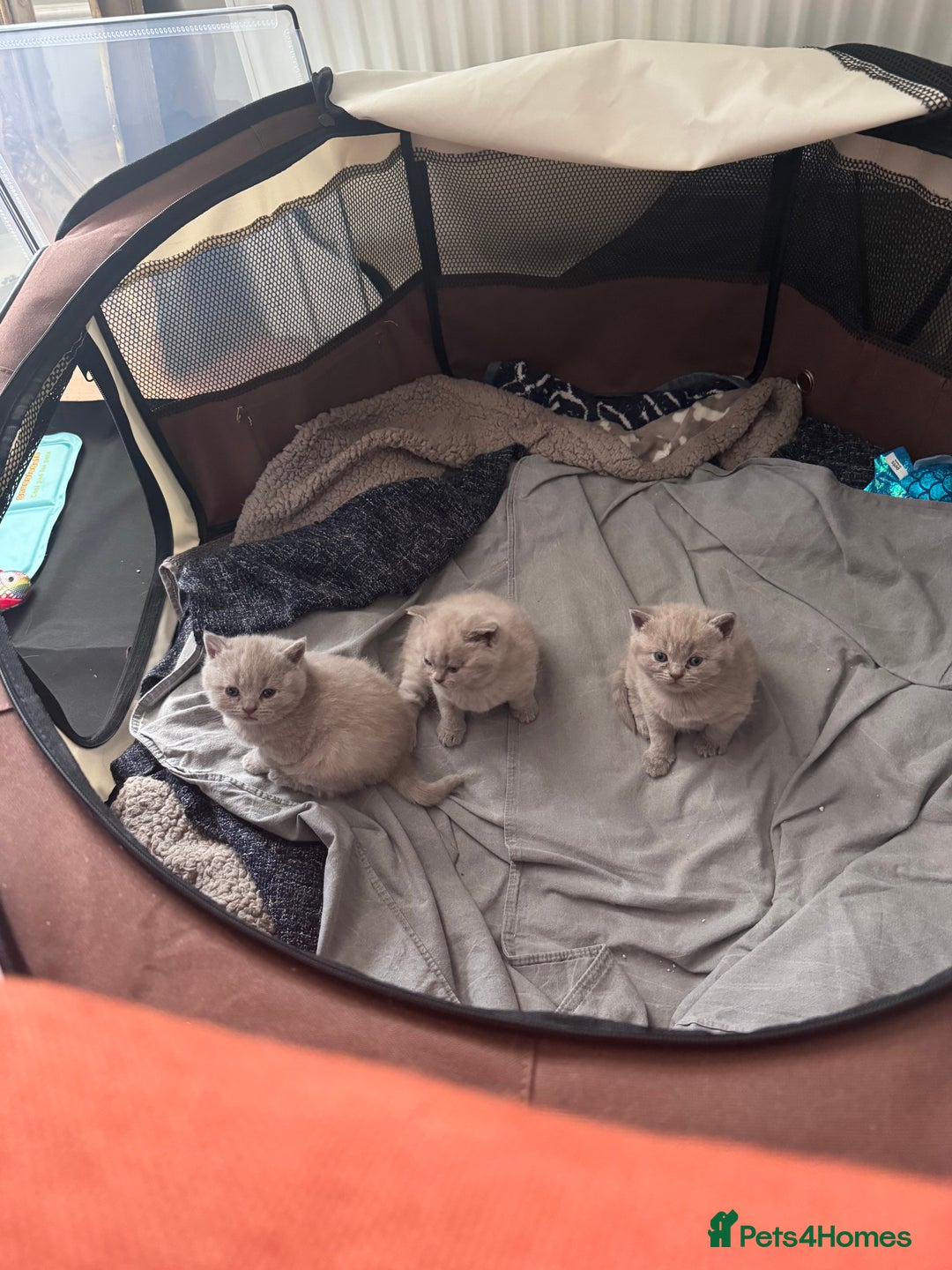 British Shorthair cats for sale: British shorthair kittens  - Image 7