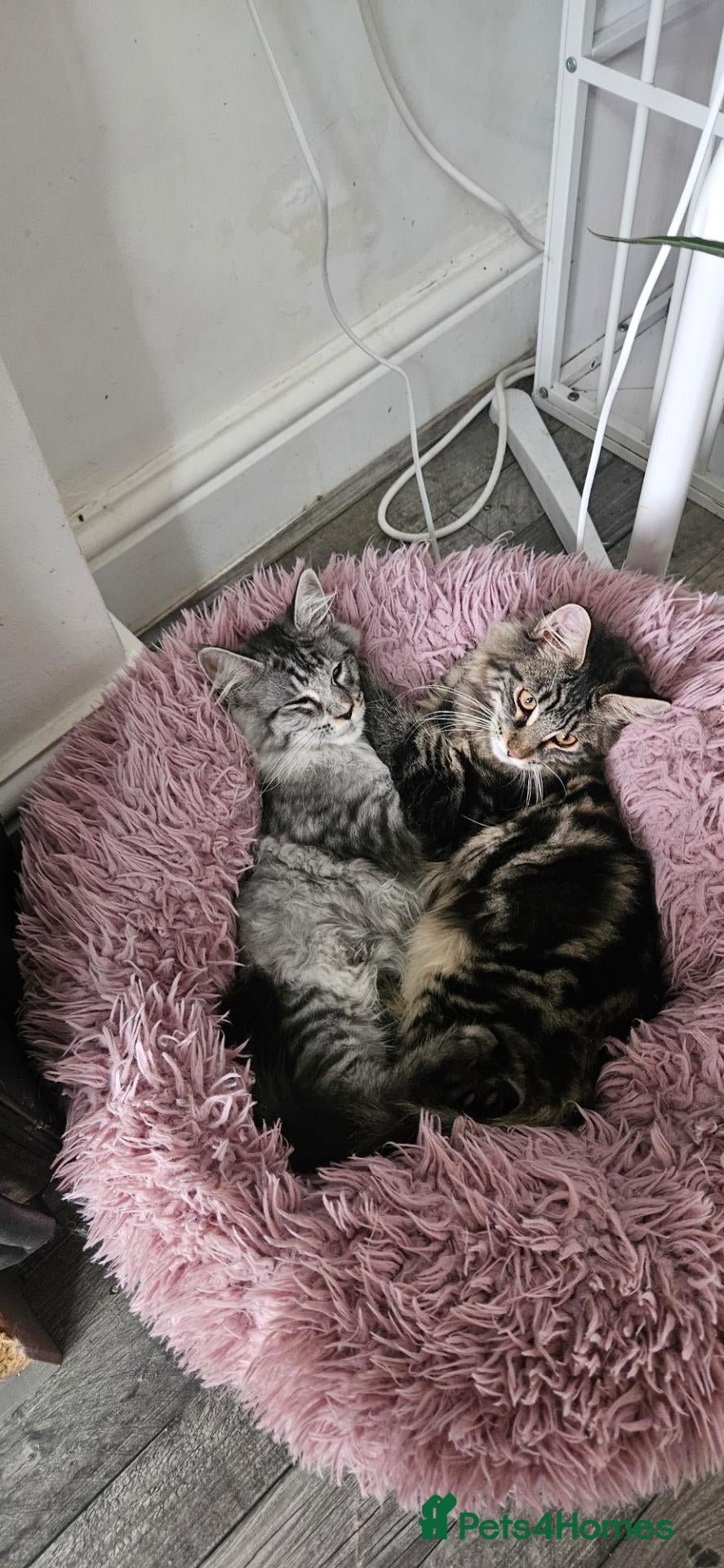 Maine Coon cats Stunning xl TICA Registered Maine coon Kittens  - Advert 1