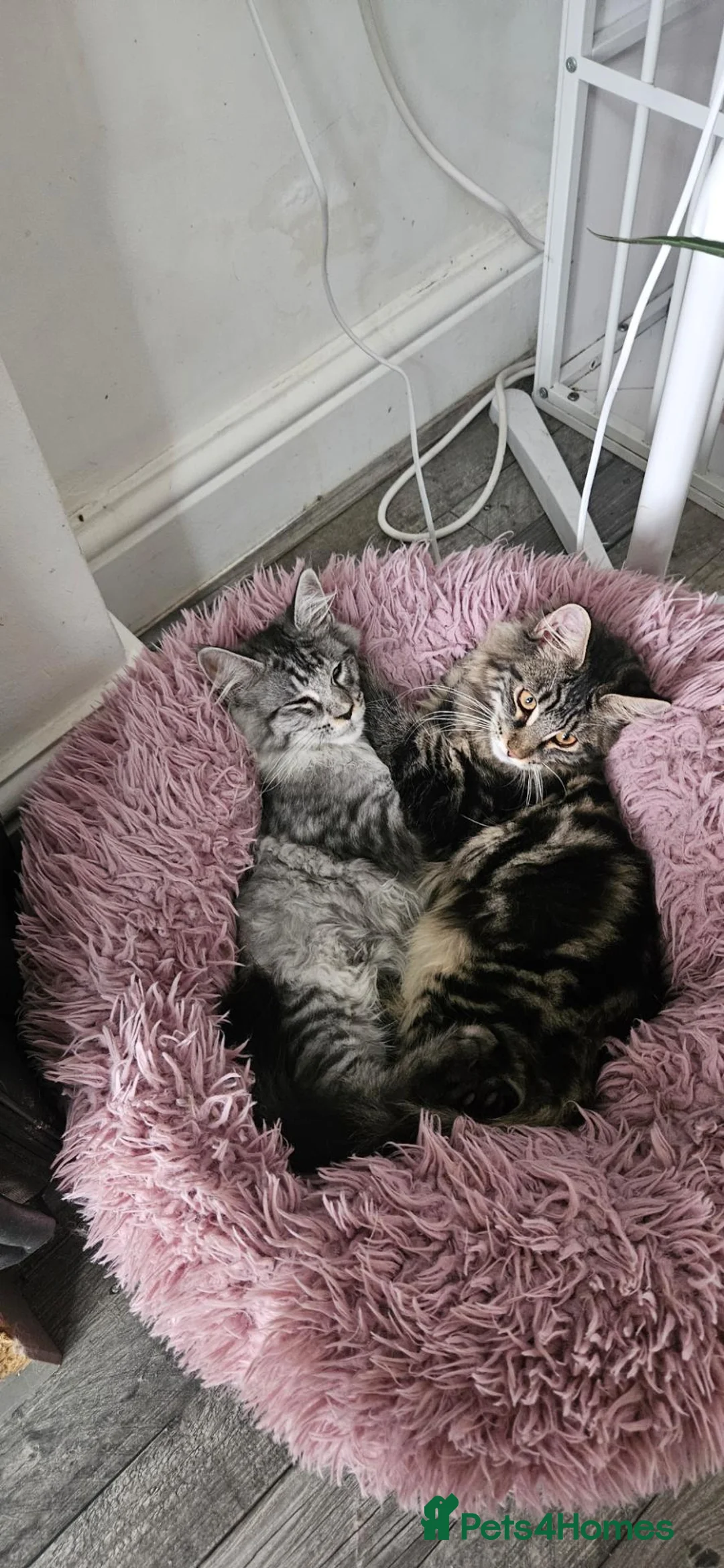 Maine Coon cats for sale: Stunning xl TICA Registered Maine coon Kittens  - Advert 2