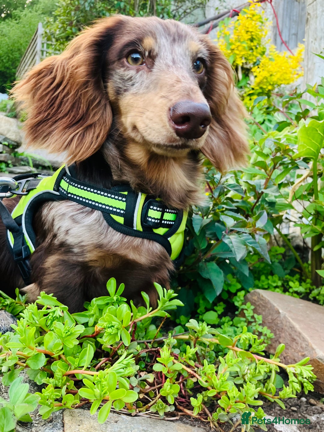 Miniature Dachshund dogs for stud: KC Reg Long Haired Choc Dapple Miniature Dachshund in Gunnislake - Advert 20