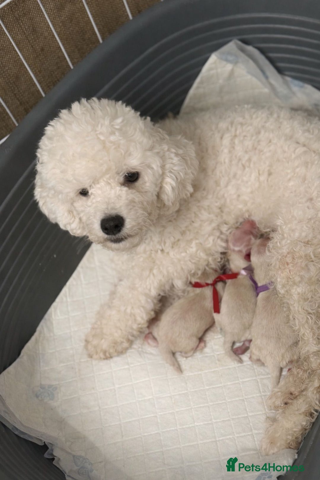 Maltipoo dogs for sale: True Mini Maltipoo F1 Puppies – Babyface Girls - Advert 1