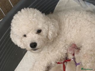 Maltipoo dogs True Mini Maltipoo F1 Puppies – Babyface Girls - Advert 1