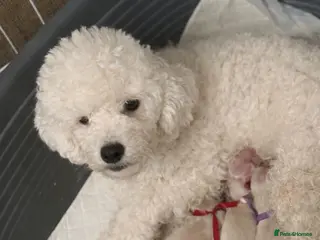 Maltipoo dogs True Mini Maltipoo F1 Puppies – Babyface Girls - Advert 4