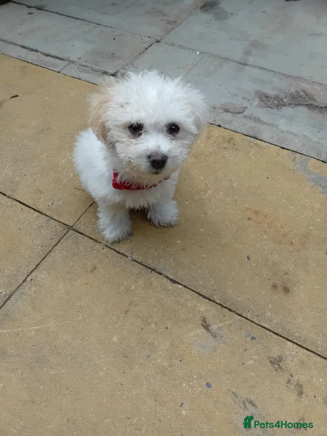 Maltese dogs for sale: Malteese bitch in Bradford - Advert 3