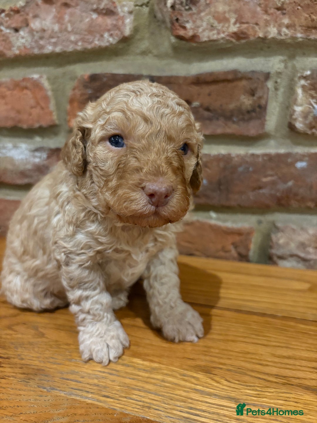 Cockapoo dogs for sale: F1b cockapoo puppies - Advert 9