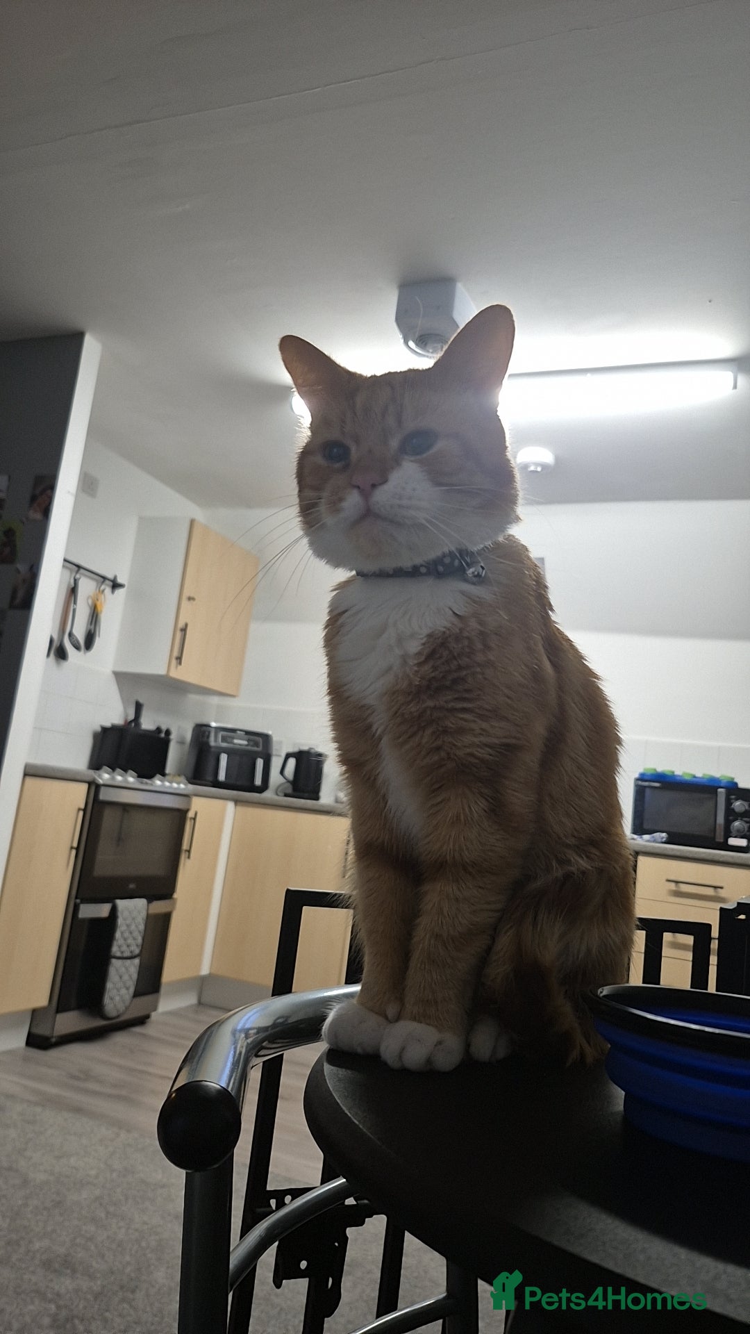 Mixed Breed cats Loving Ginger male  - Advert 1