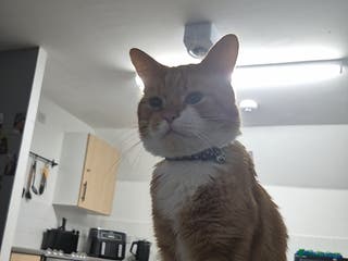 Mixed Breed cats Loving Ginger male - Advert 1