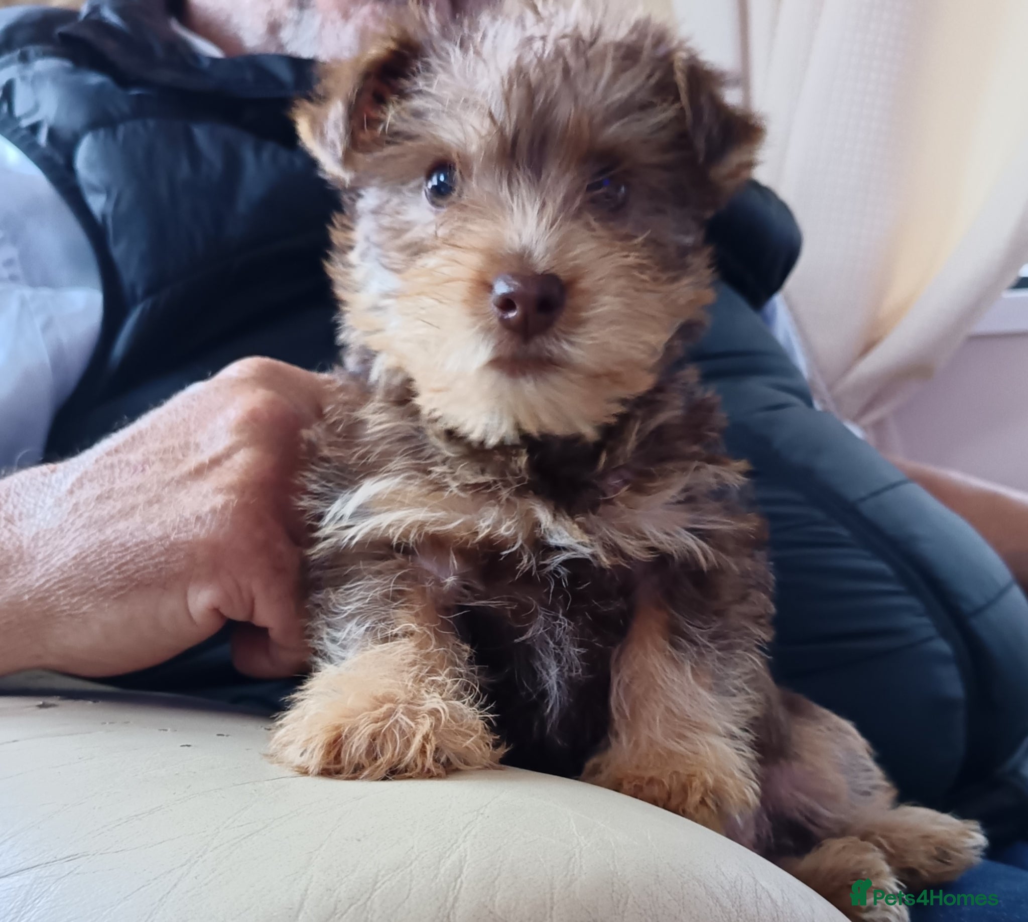 Norfolk Terrier dogs Norfolk Terrier Puppies  - Advert 10