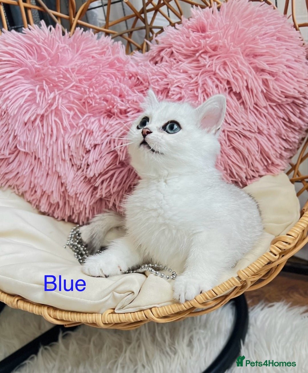 Scottish Fold cats for sale: 💞Beautiful Scottish Fold and Straight kittens🐾 - Image 4