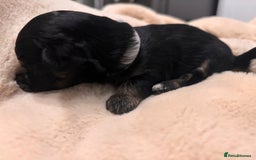 Mixed Breed dogs for sale: Jackawawa - Image 24