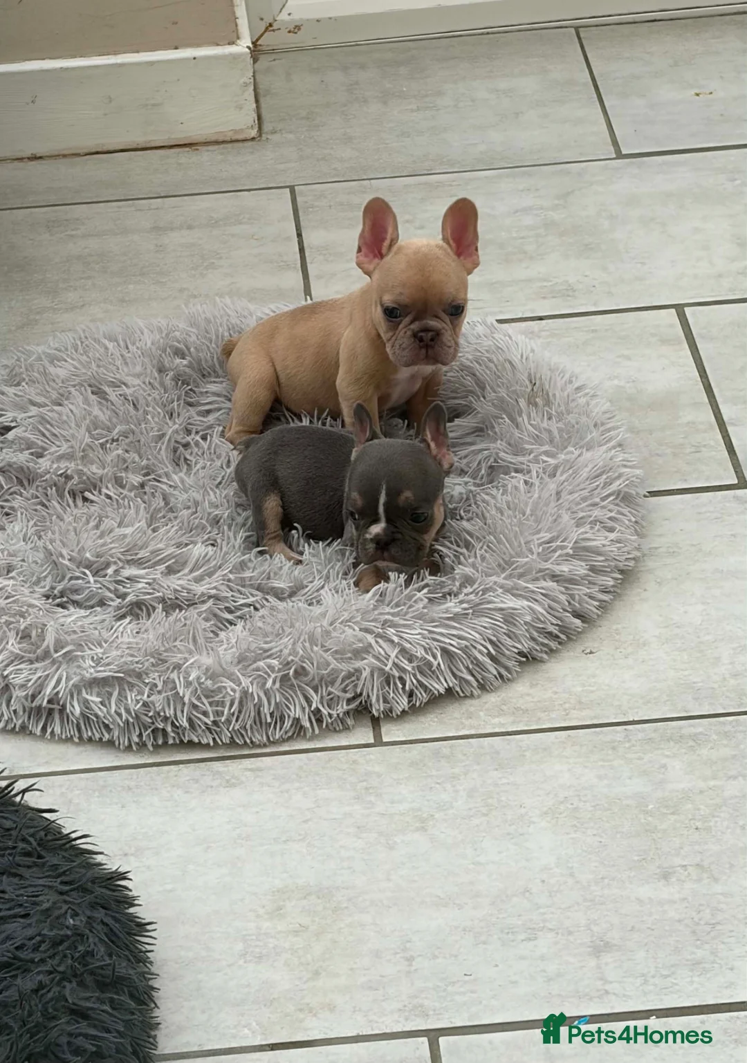 French Bulldog dogs for sale: French bulldog puppies 🐶  in Durham - Advert 2