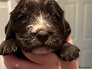 Cocker Spaniel dogs Working cocker spaniel puppies for sale - Advert 18