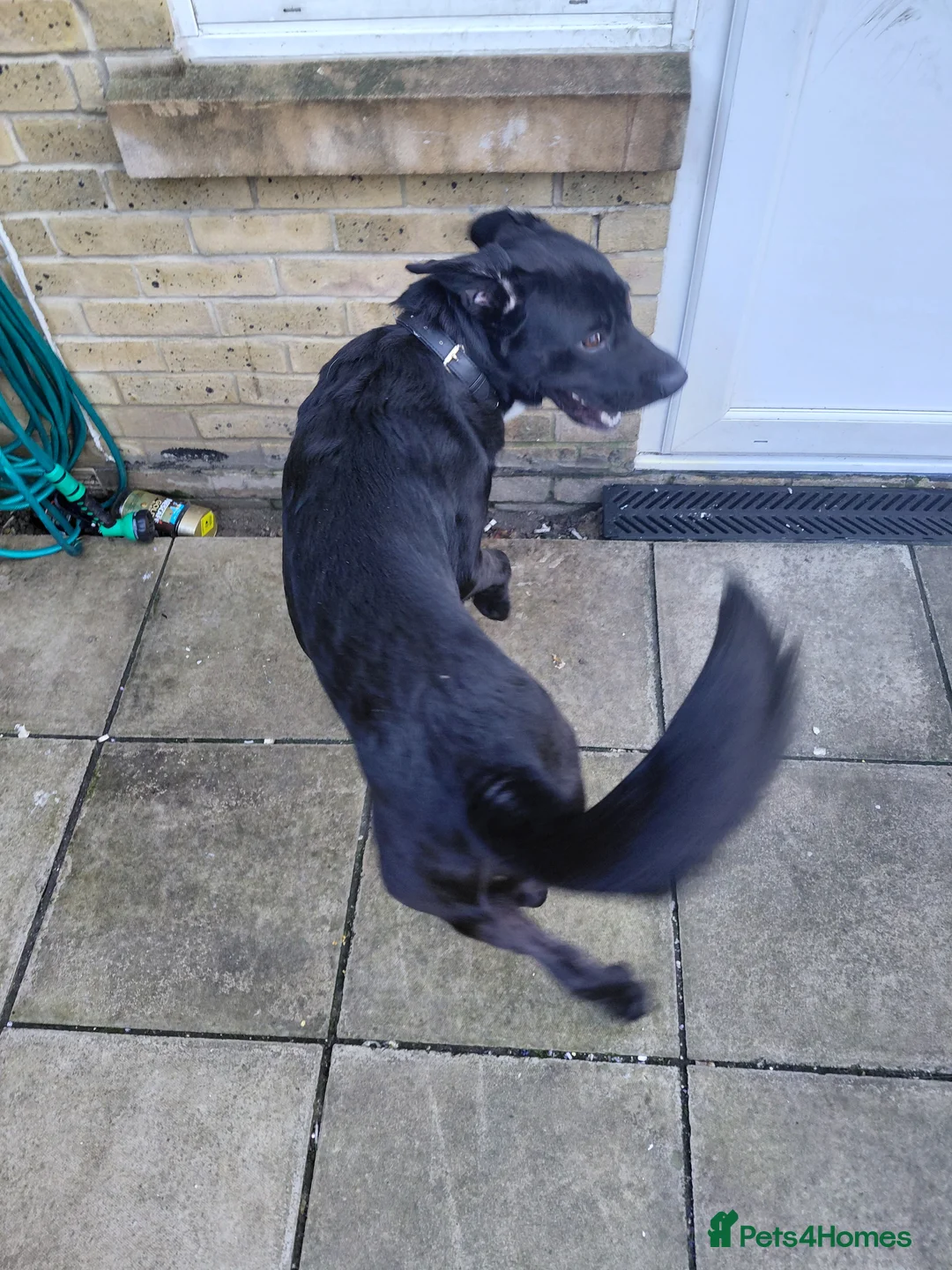 Mixed Breed dogs for sale: Lab-cane corsa - Advert 3