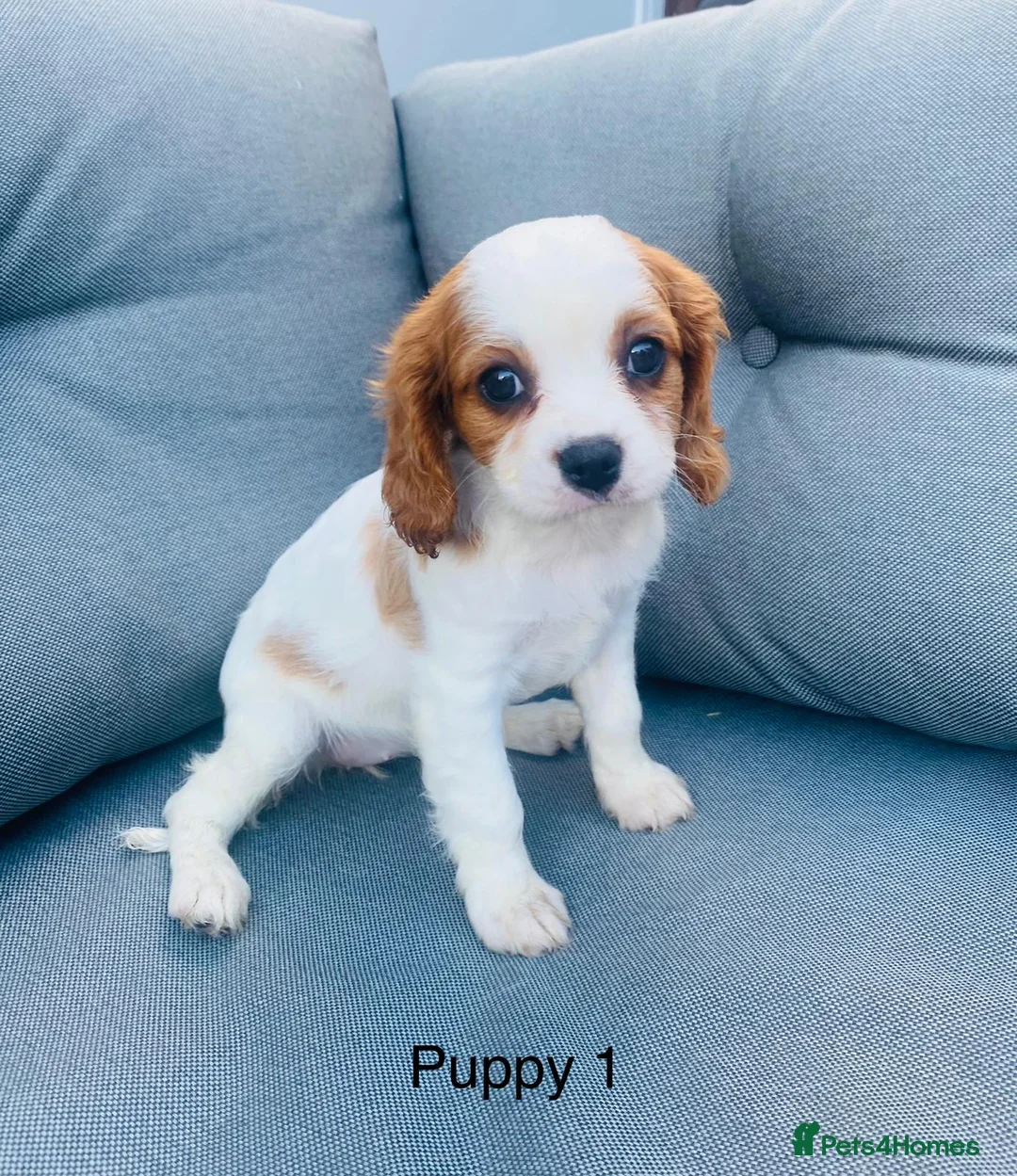 Cavalier King Charles Spaniel dogs for sale: Last girl remaining - Advert 6