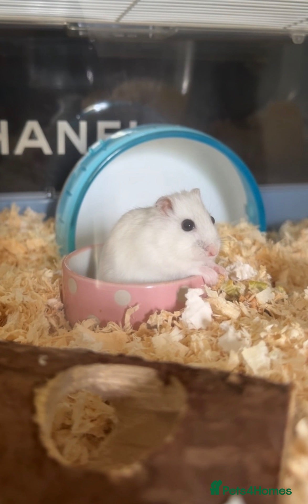 Hamster rodents Male Siberian dwarf hamster for sale  - Advert 1