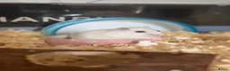 Hamster rodents for sale: Male Siberian dwarf hamster for sale  in London - Advert 1