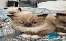 Ragdoll cats for sale: 2 Quality Ragdolls DNA tested in Loughborough - Image 14