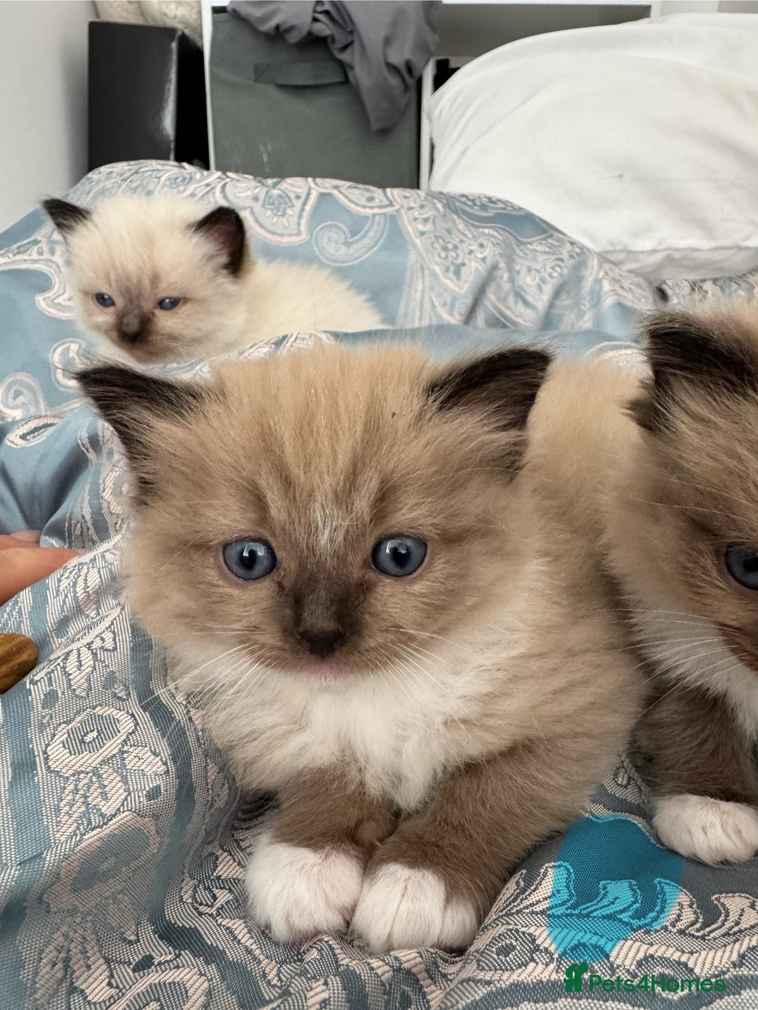 Ragdoll cats for sale: 2 Quality Ragdolls DNA tested in Loughborough - Image 14