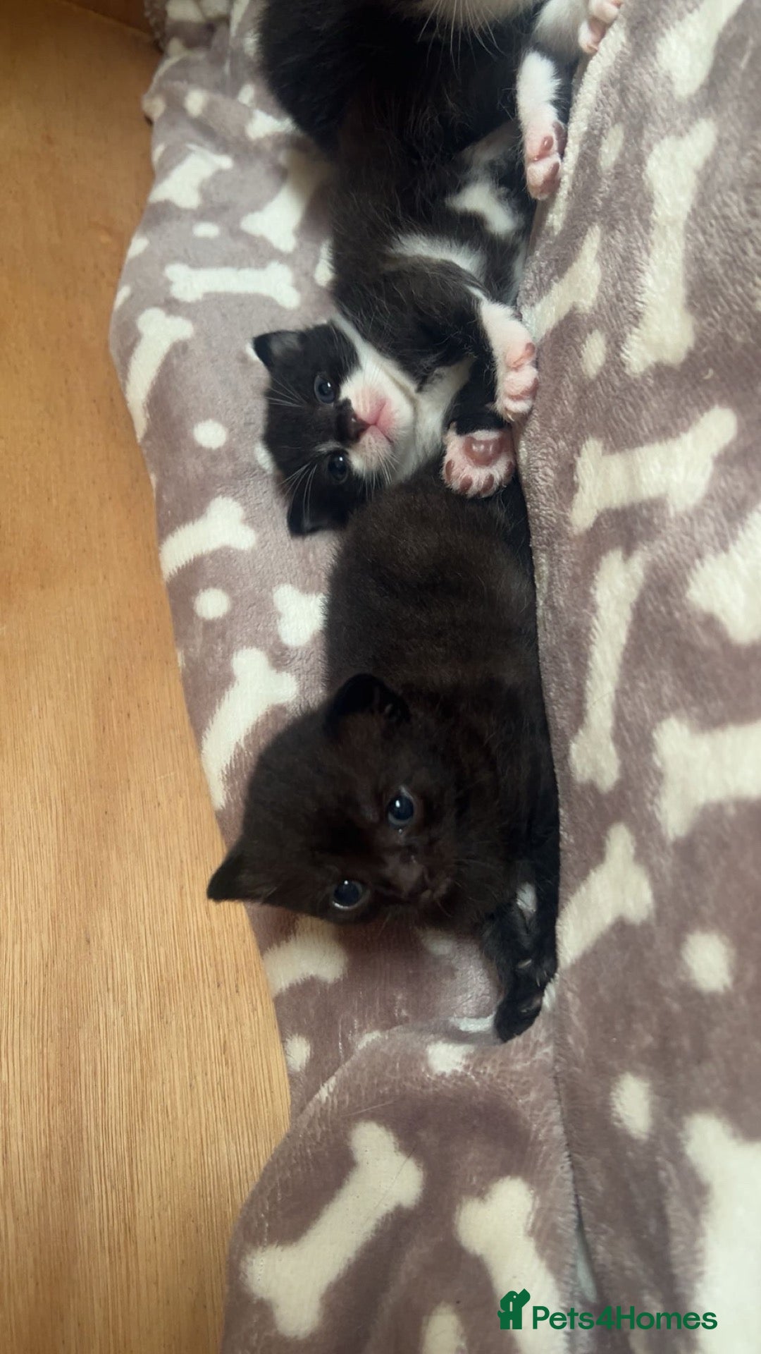 Mixed Breed cats 2 kittens left. BSH and Maine coon mix - Advert 8