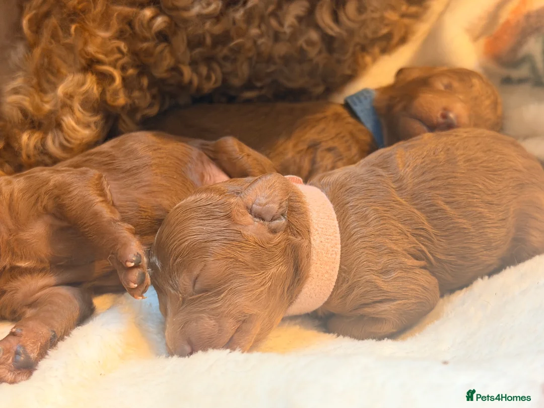 Cavapoo dogs for sale: Fox Red Cavapoo F1B  - Advert 17