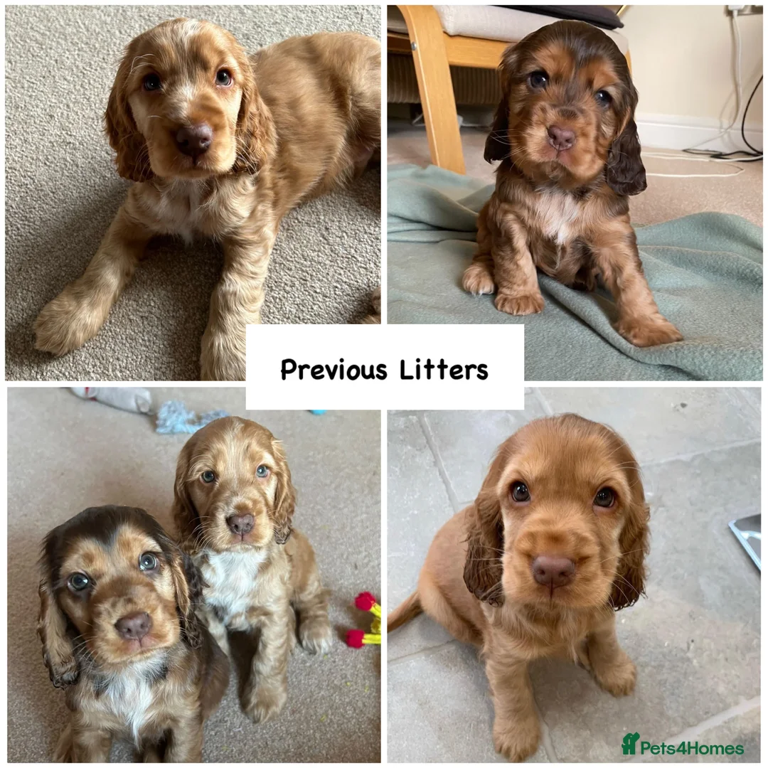 Cocker Spaniel dogs for stud: EXTENSIVELY Health Tested KC Show Cocker STUD in Chesterfield - Advert 9