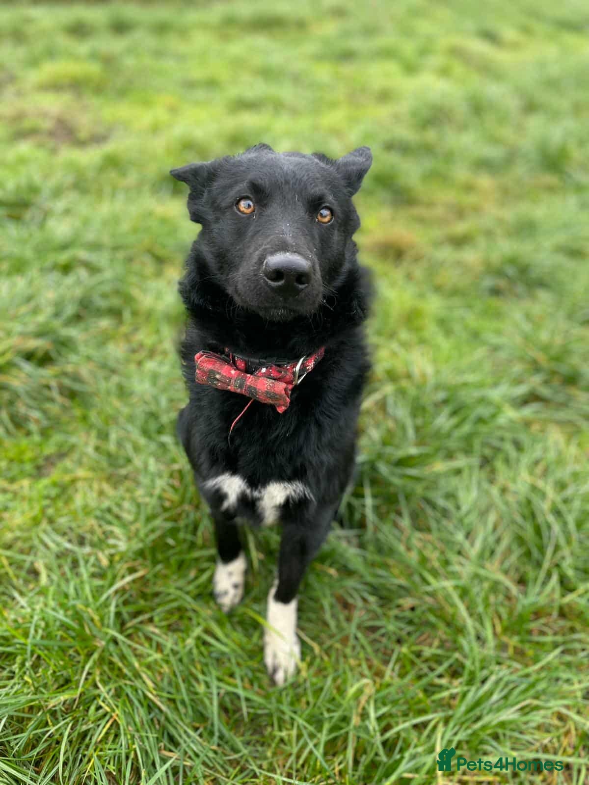 Mixed Breed dogs BEAR  - Advert 14