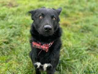 Mixed Breed dogs BEAR - Advert 14