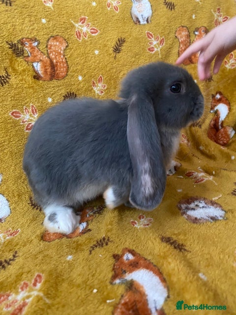 French Lop rabbits Beautiful  French Lops  (BRC) - Advert 2