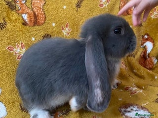 French Lop rabbits Beautiful French Lops (BRC) - Advert 2
