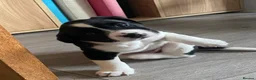Mixed Breed dogs for sale: The cutest things looking for loving homes - Advert 6